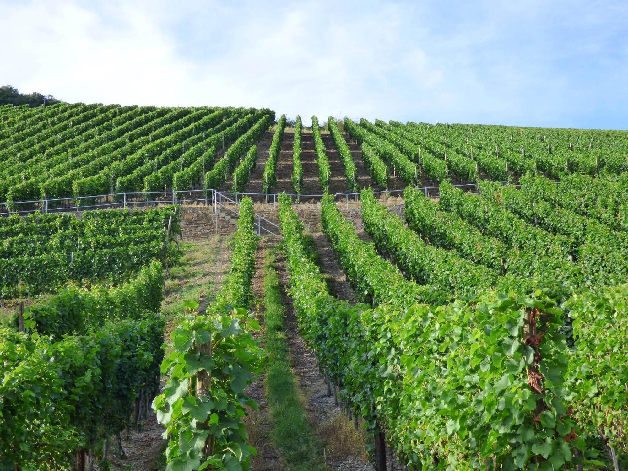 Relaxen Im Weindorf Mayschoss Fewo 4 מראה חיצוני תמונה