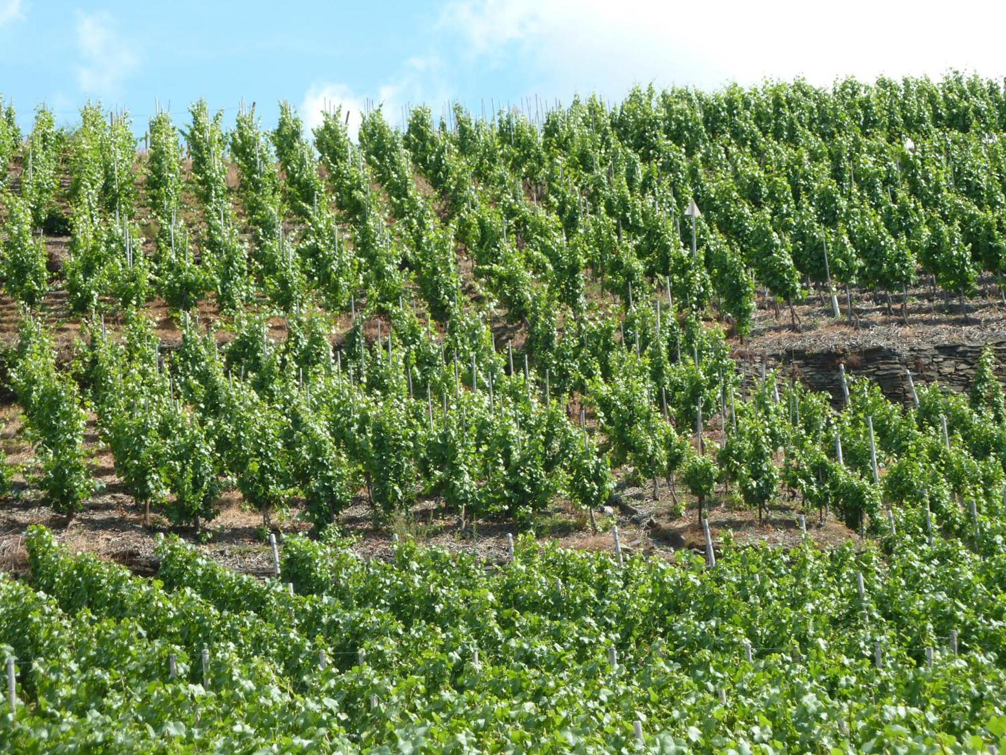 Relaxen Im Weindorf Mayschoss Fewo 4 מראה חיצוני תמונה